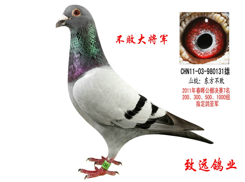 不败大将军_致远鸽业-中信网爱鸽商城