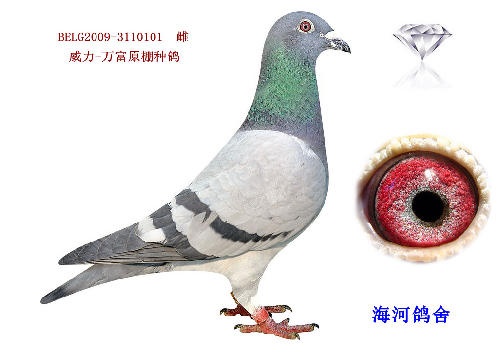 威力-万富-天津海河鸽舍-中信网爱鸽商城