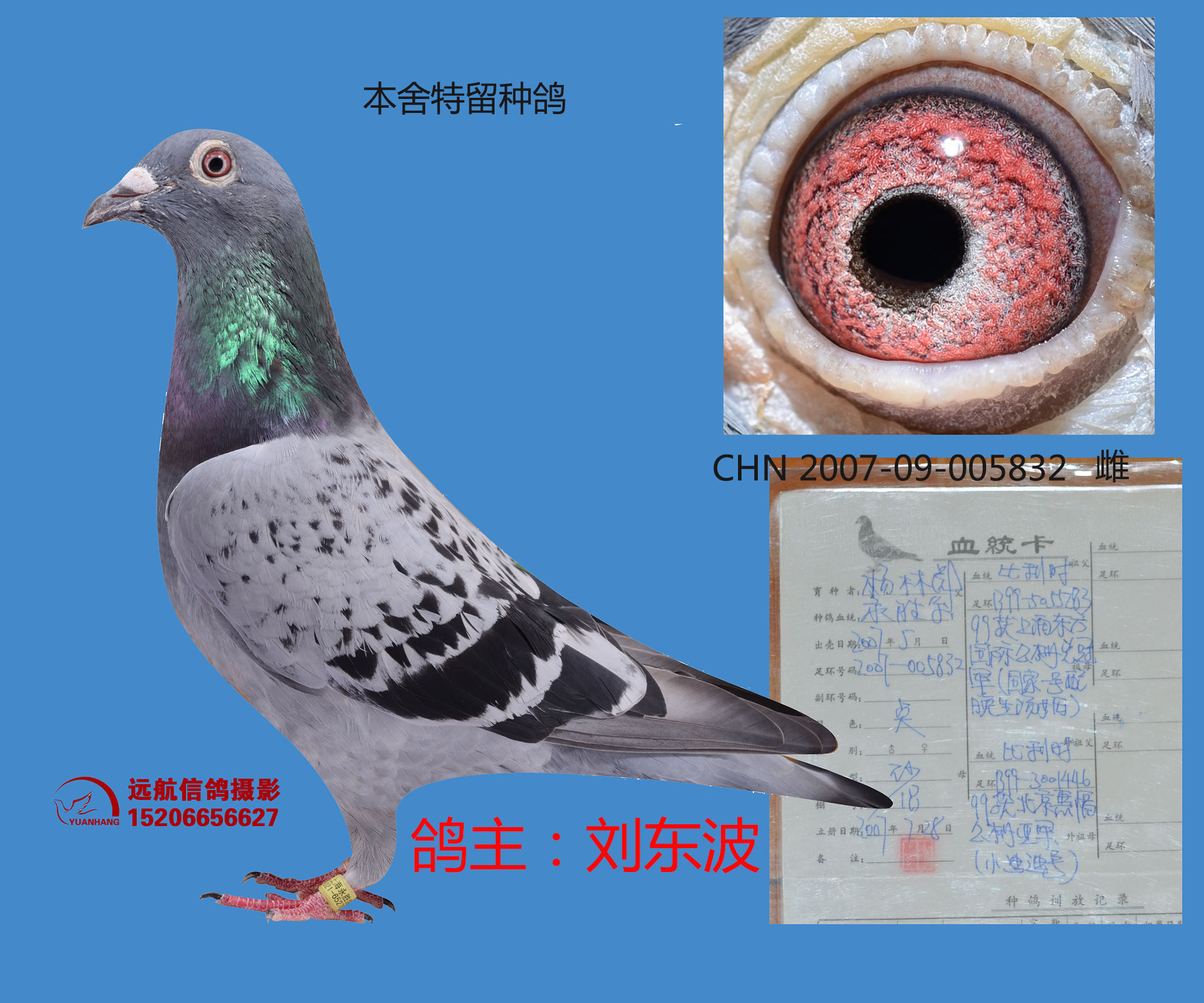 永胜832-山东临清远航鸽舍-中信网爱鸽商城