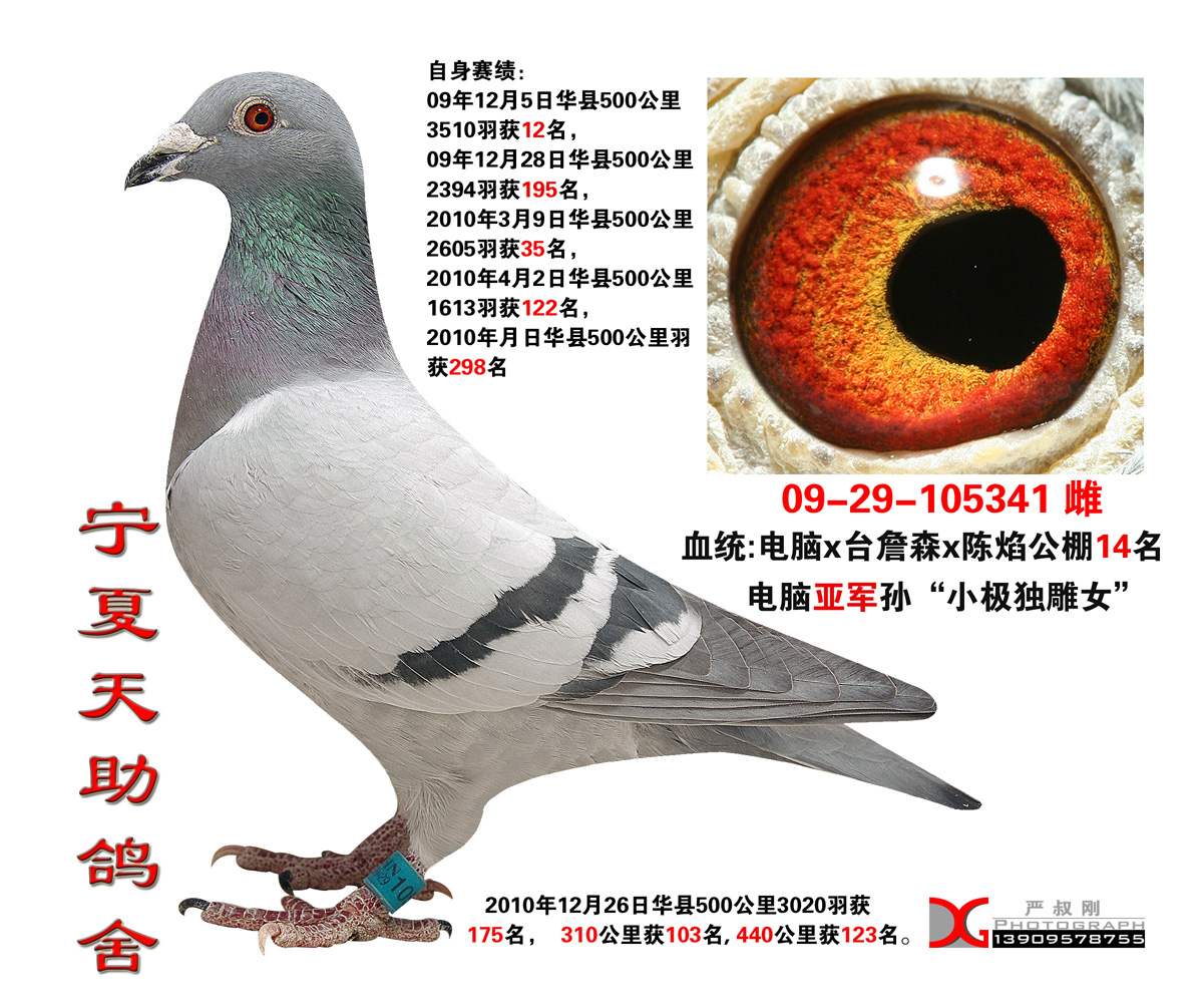 4611羽冠军(售出)_宁夏天助鸽舍-中信网爱鸽商城