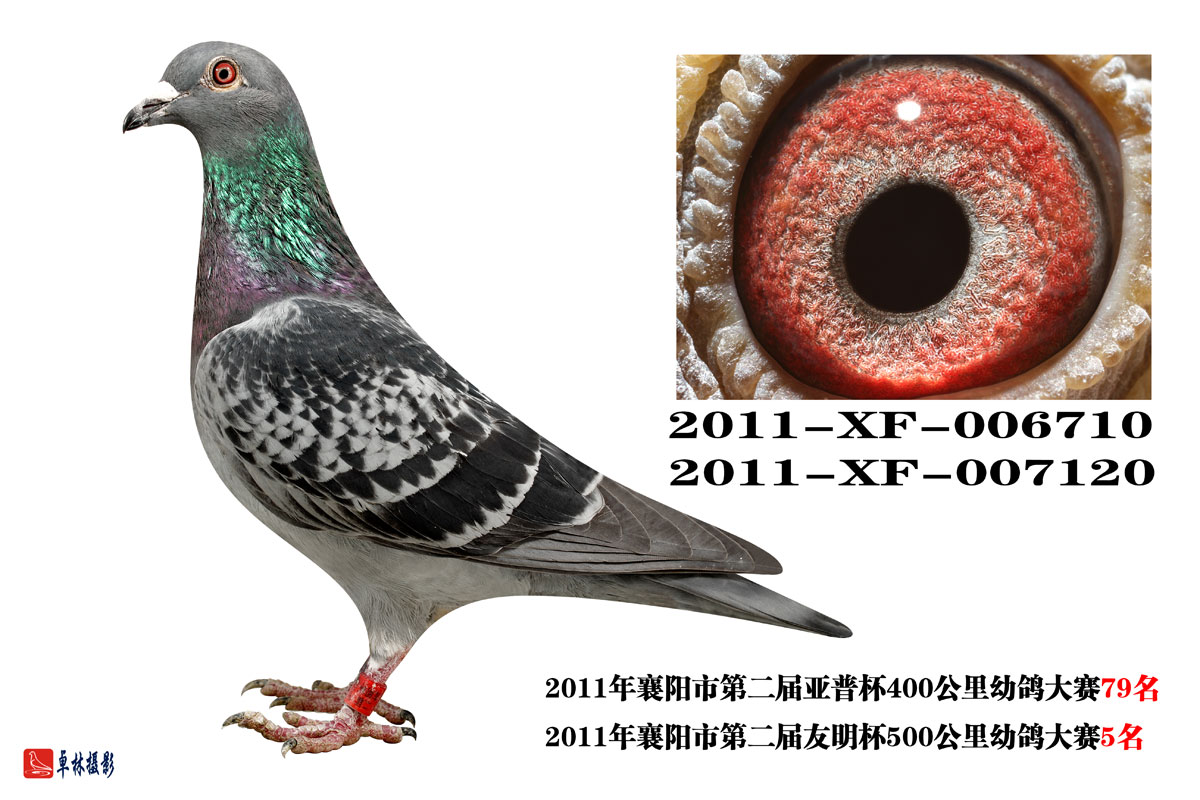 2011-xf-二届友明杯-007120