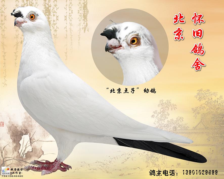 北京点子 观赏鸽