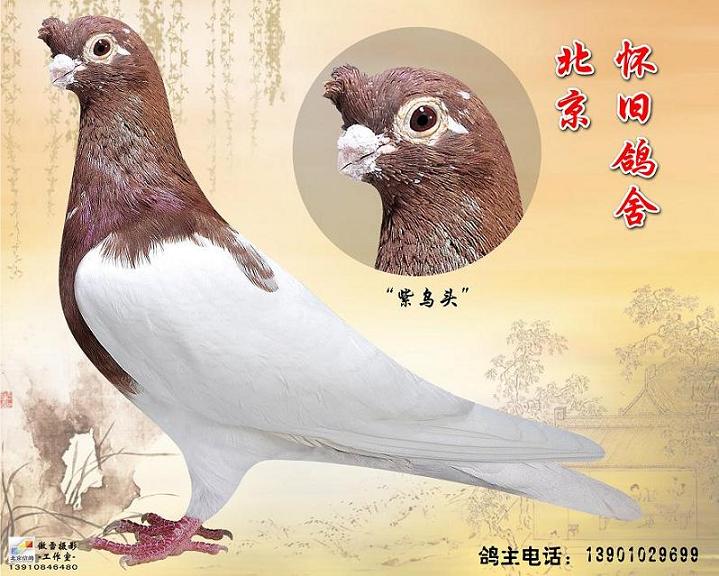 北京观赏鸽市场图片