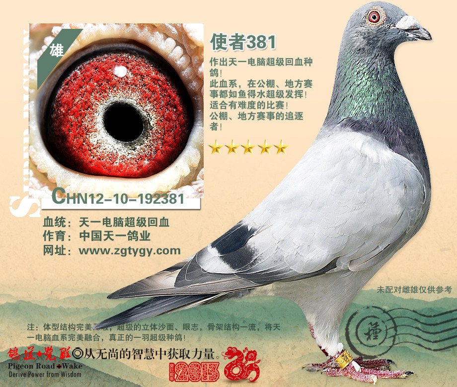 天一电脑毛脚-百盛鸽舍-中信网爱鸽商城