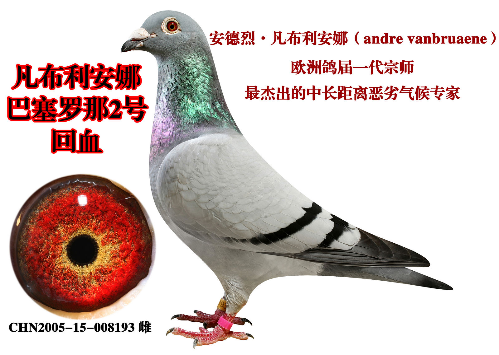 巴塞罗那2号近亲回血