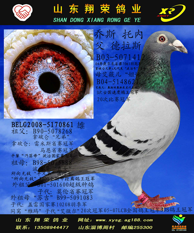 乔斯托内"拿破仑"兄弟直子_山东翔荣鸽业-中信网爱鸽商城