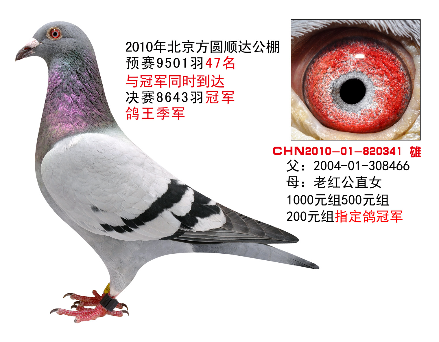 北京田德生种鸽图片图片