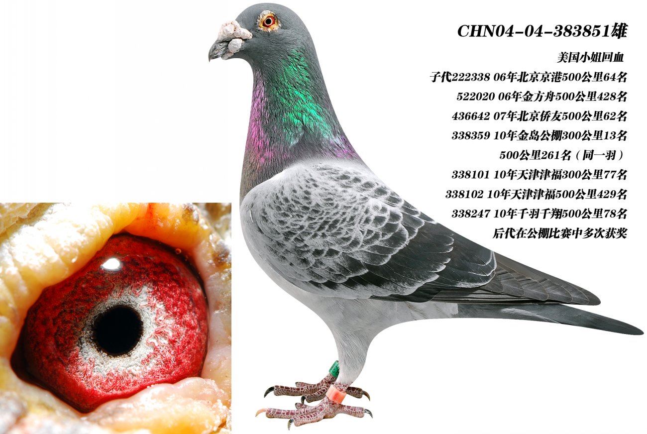 美国小姐回血-大同泰山鸽业-中信网爱鸽商城