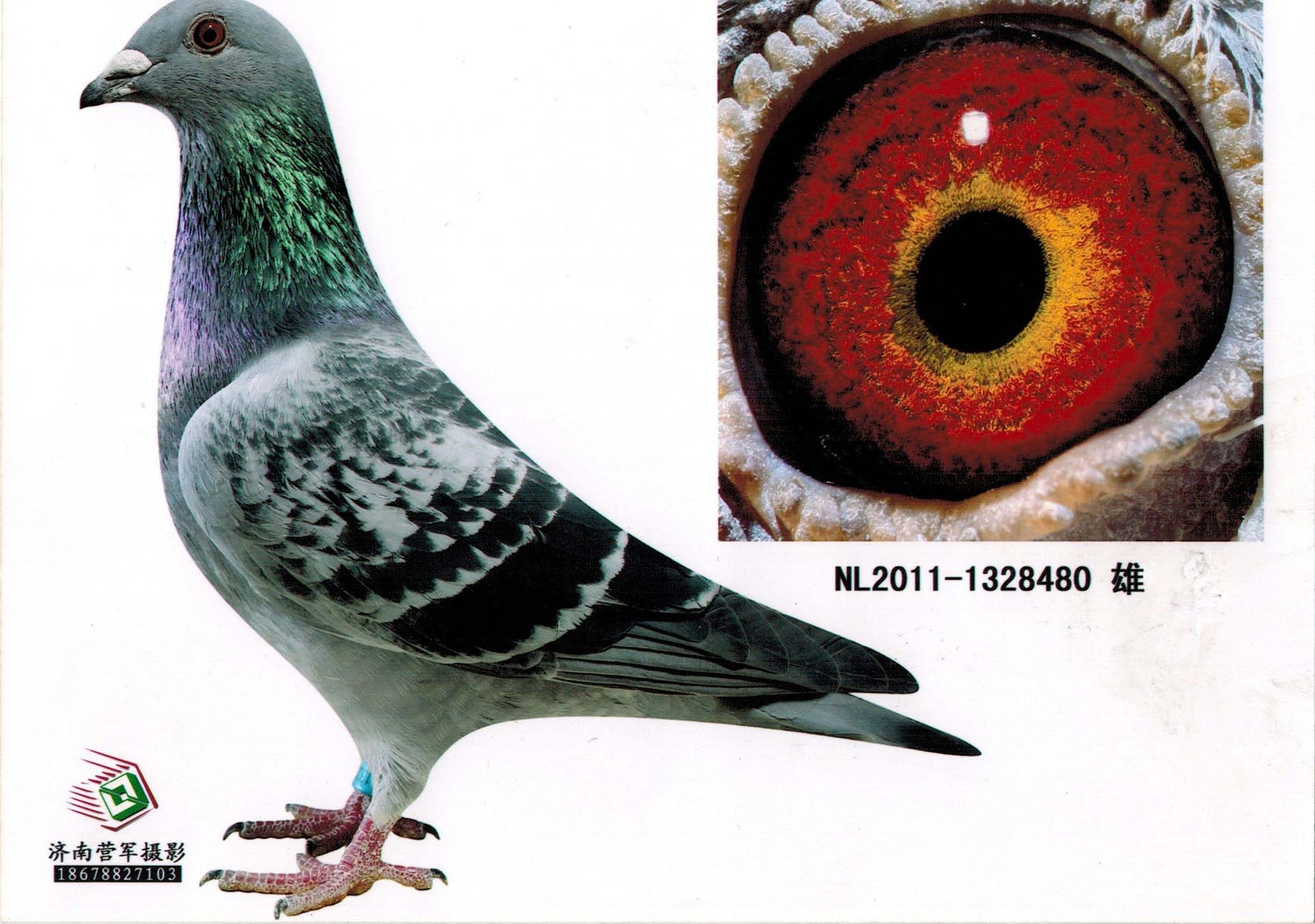 恒得利90号原环_盛翔鸽苑_ ag188.com爱鸽商城_中国信鸽信息网