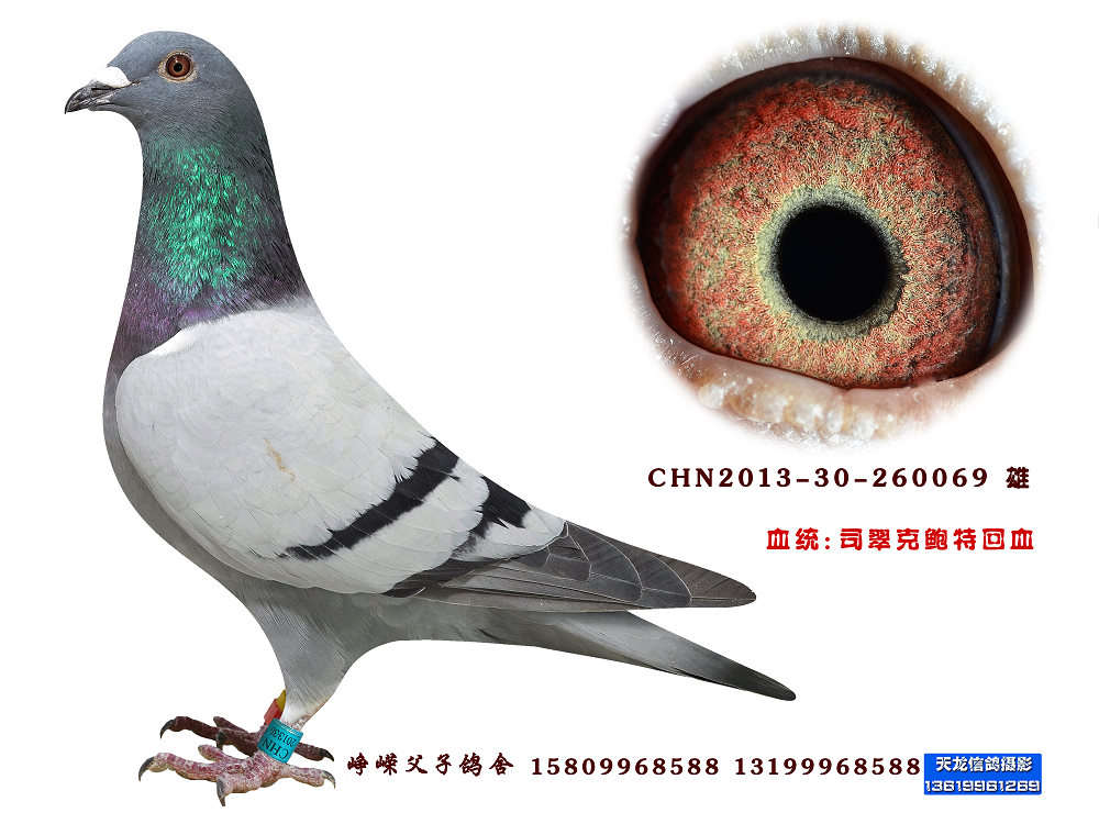 司翠克鲍特回血069