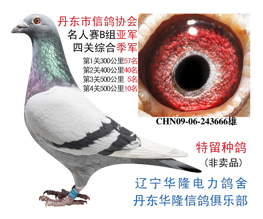 2009年市會賽績鴿_遼寧華隆電力鴿舍-中信網愛鴿商城