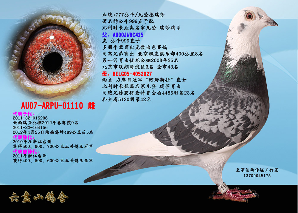 com爱鸽商城_中信网