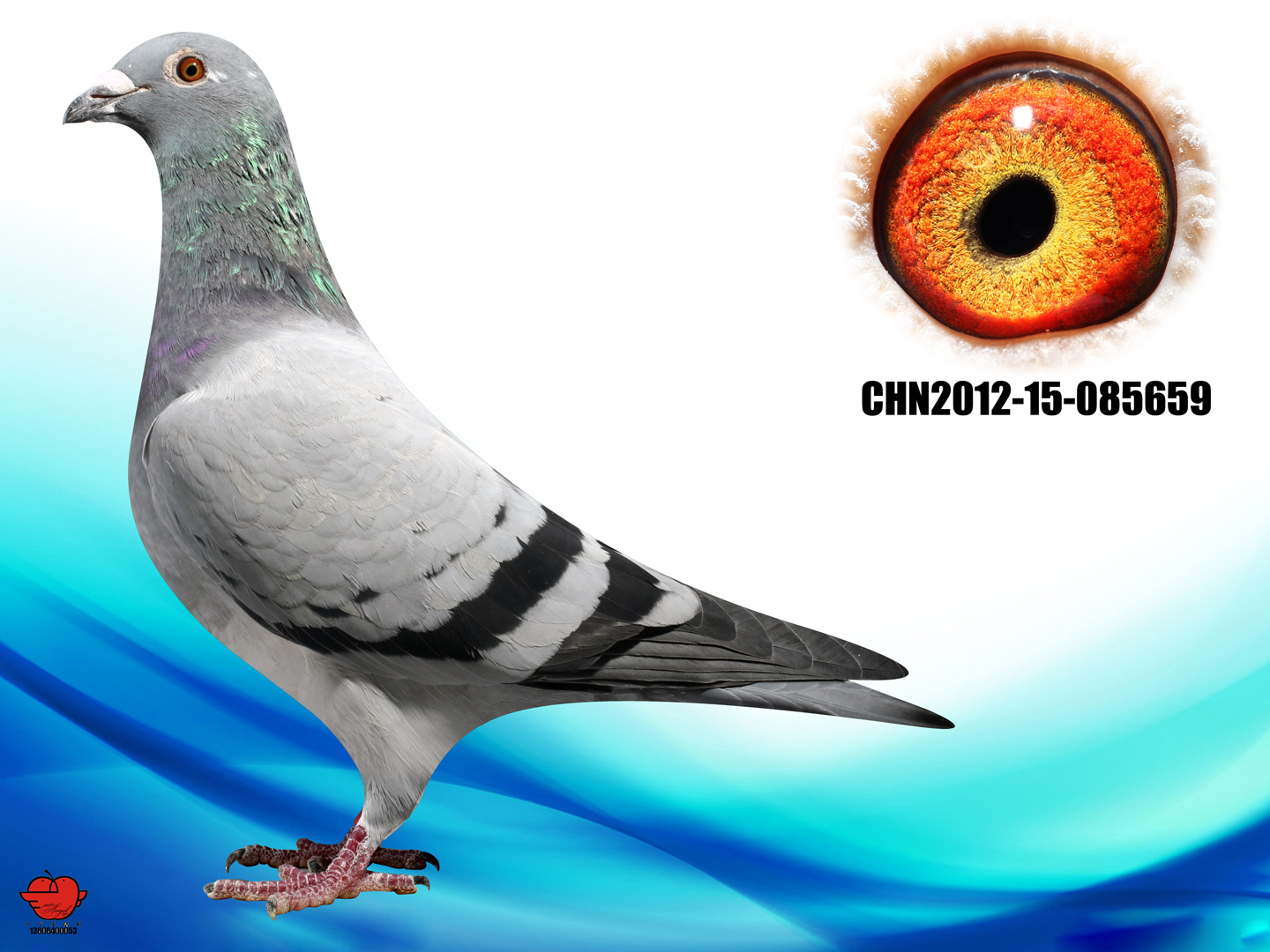 詹森 戈马力(公棚鸽)