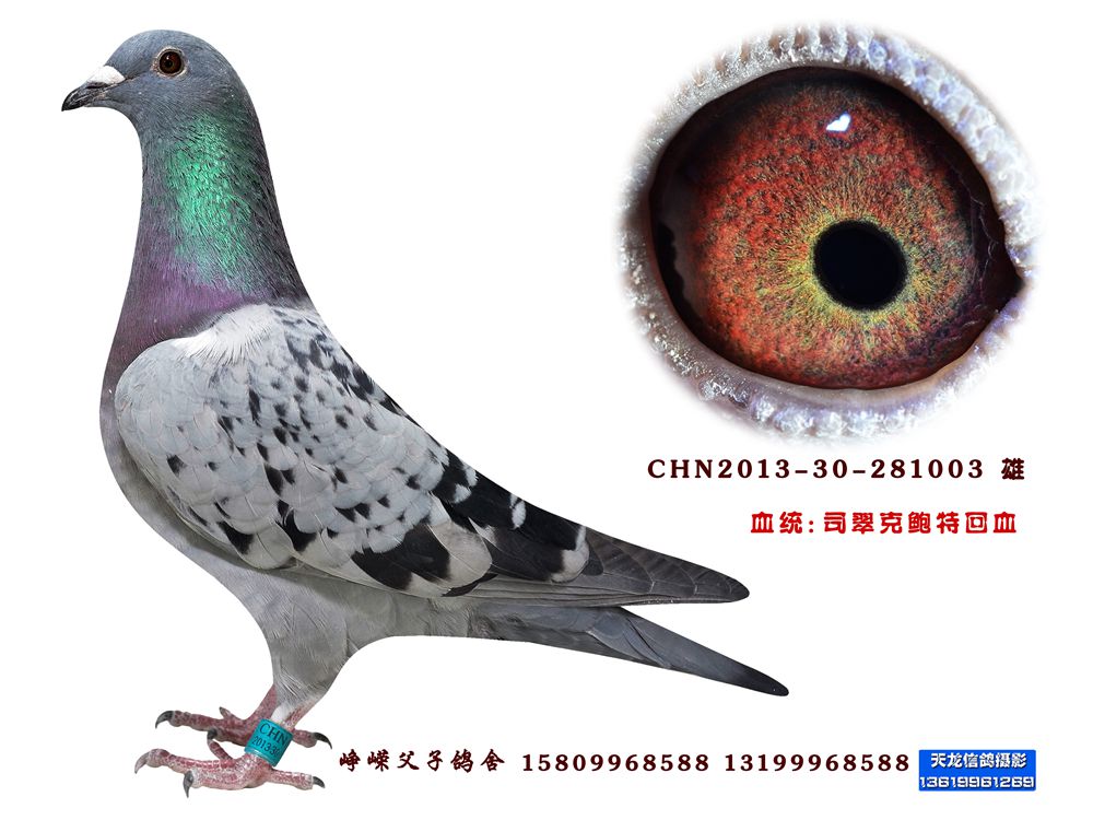 司翠克鲍特回血003