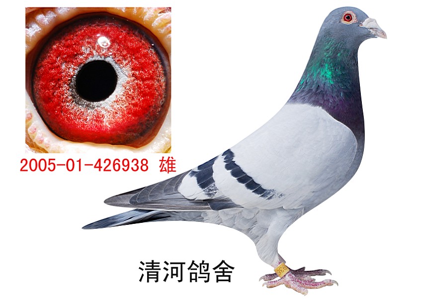 杨长忠_清河鸽舍_ ag188.com爱鸽商城_中国信鸽信息网