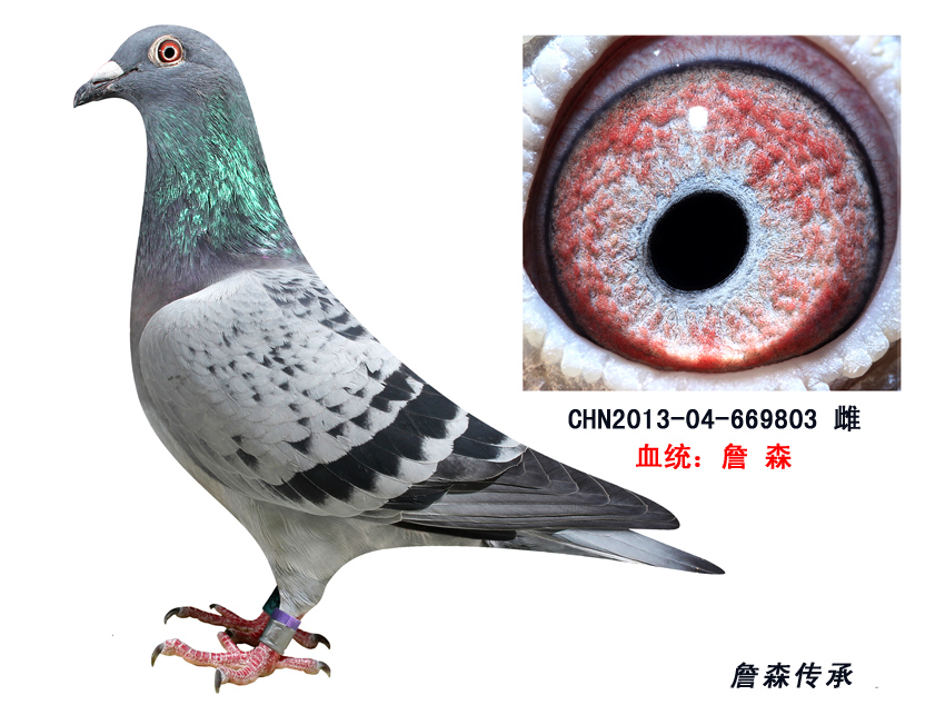 詹森传承-2013幼鸽-669803不买