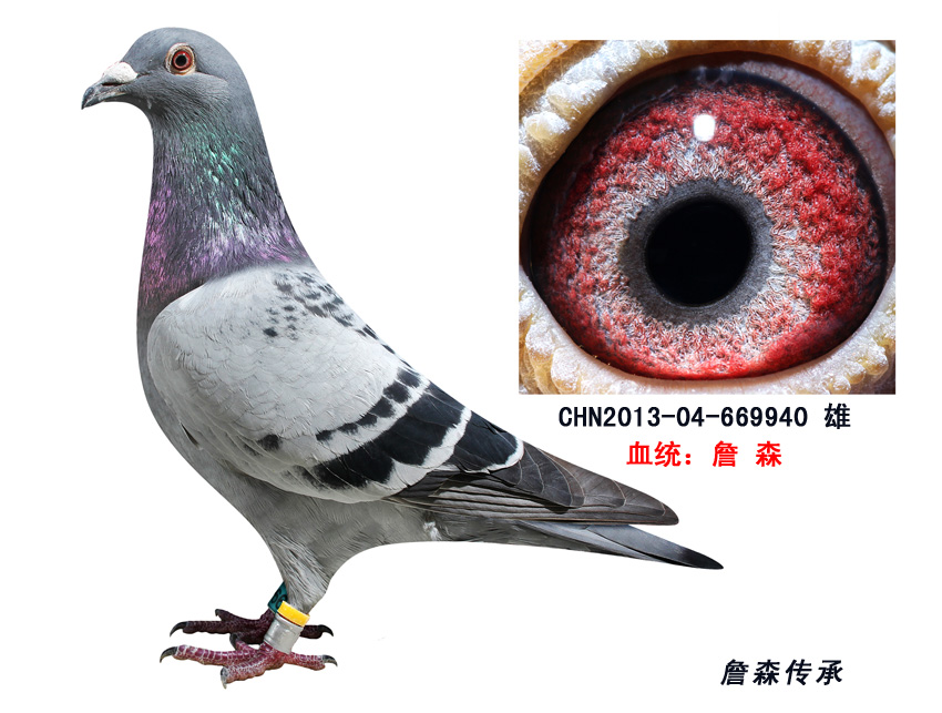 詹森传承-幼鸽-669940(已预定)