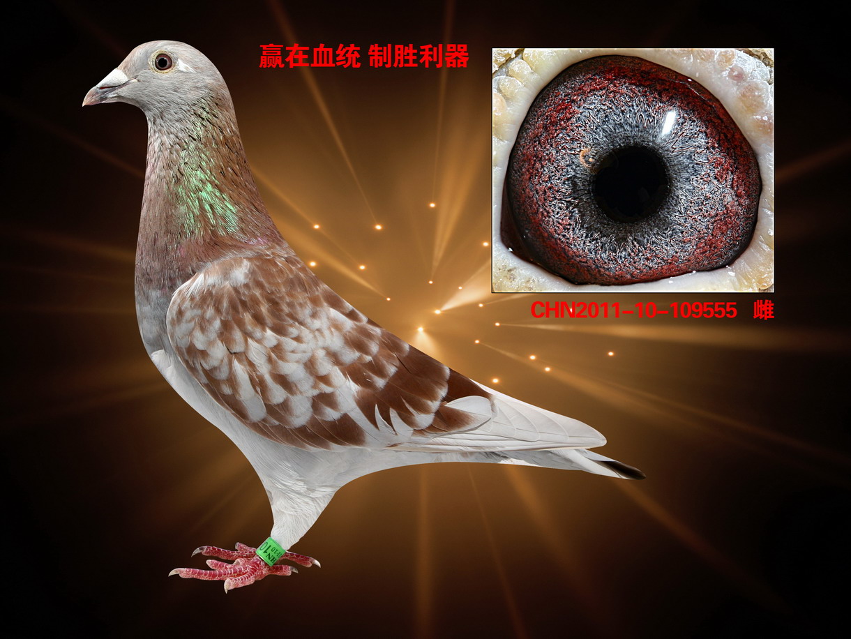 红雌鸽与金母遗传图片