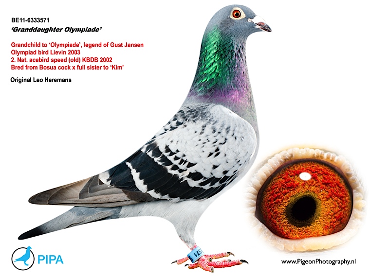 利奥.赫尔曼斯.奥林匹克003外孙女_沧州冠云鸽业-中信网爱鸽商城