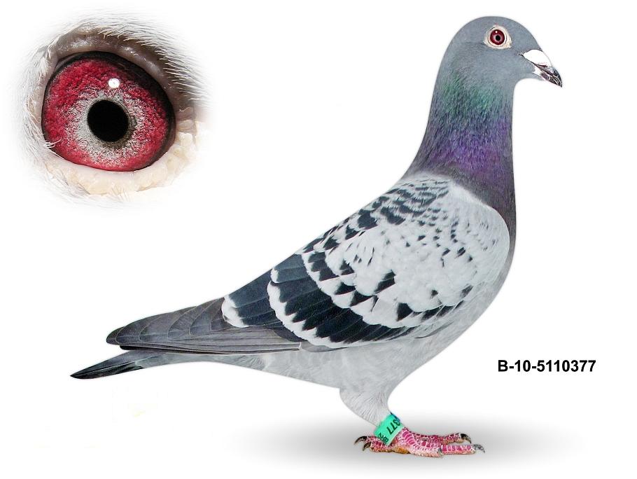 福瑞特.阿伦夫妇原舍