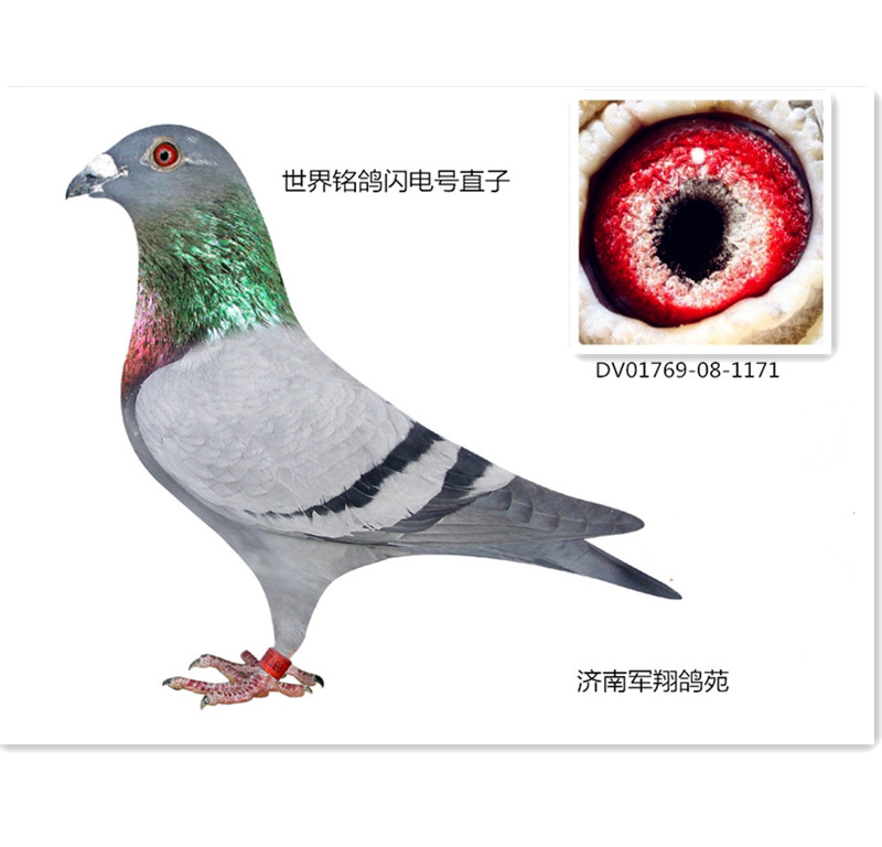 德拉帕世界铭鸽闪电号直子