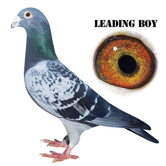 96年国家冠军孙女-英国之心-中信网爱鸽商城