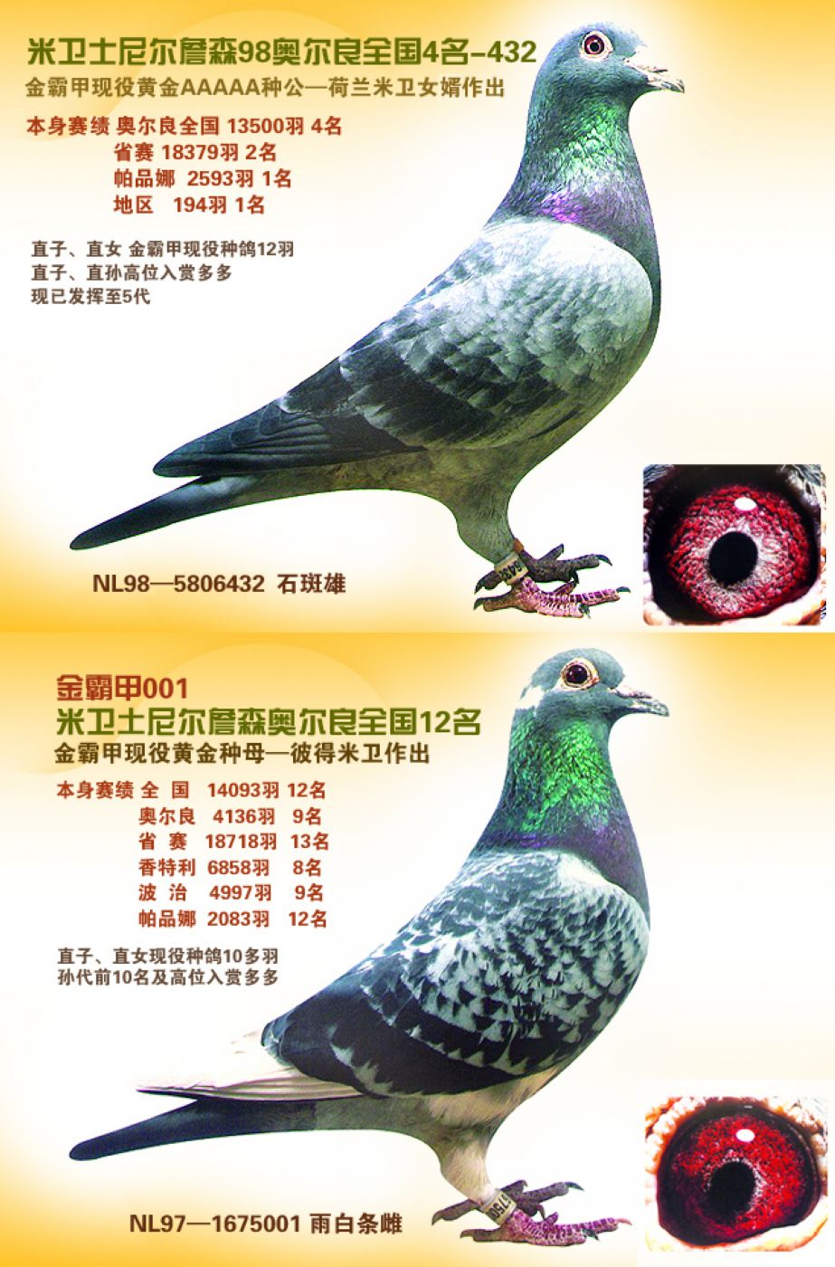 彼得.米卫-黄金配对曾孙女 东圣海纳