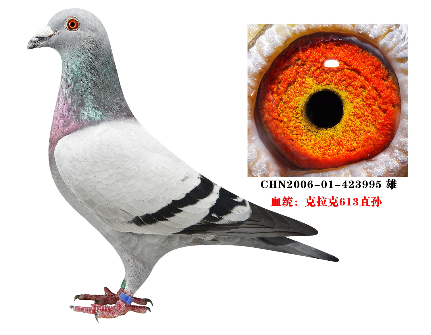 斗士613直孙_龙祥鸽舍_ ag188.com爱鸽商城_中国信鸽信息网