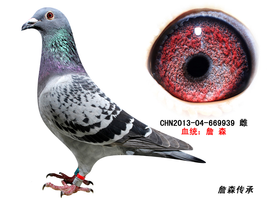 詹森传承-2013幼鸽-669939已售