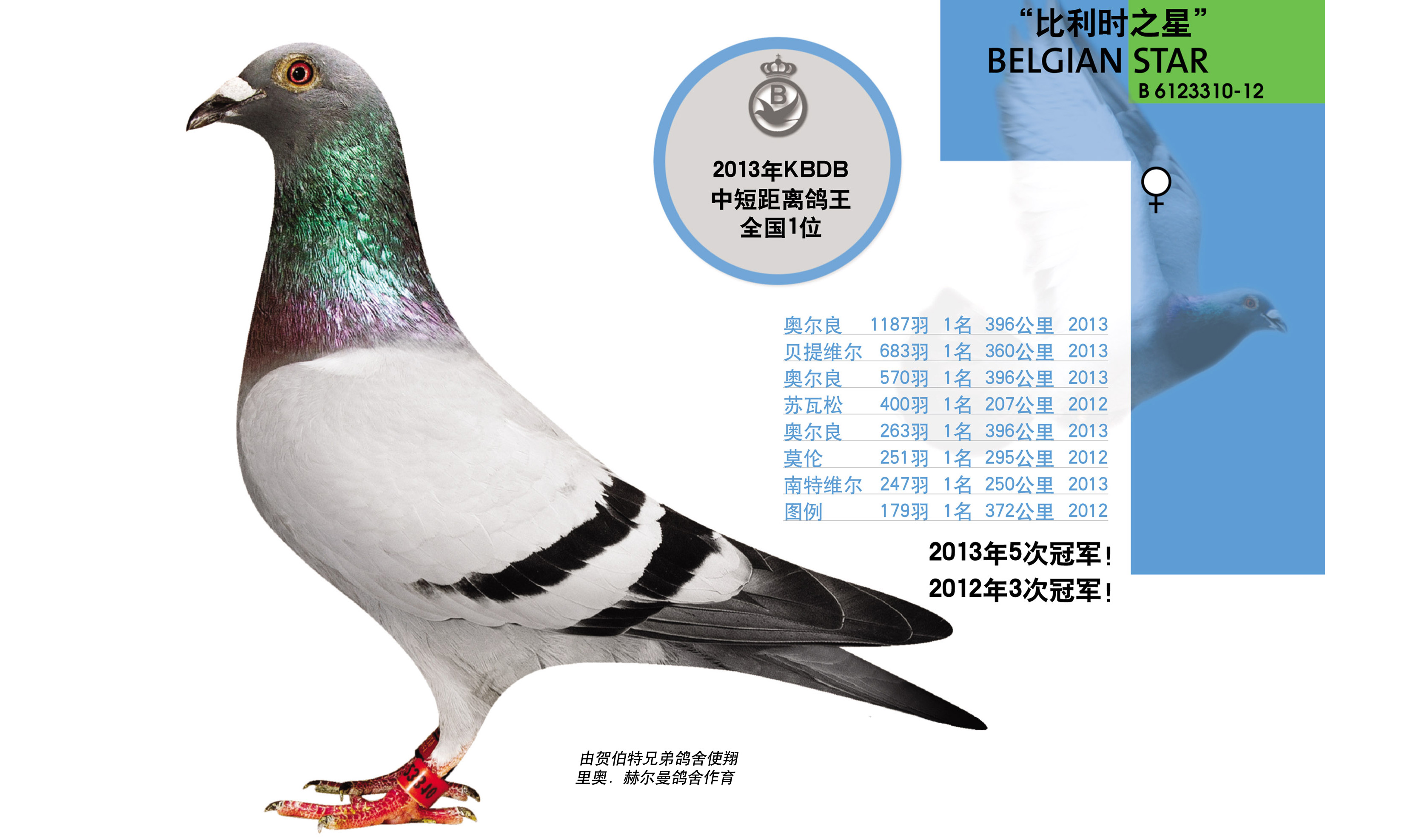 【比利时之星】中距离铭鸽