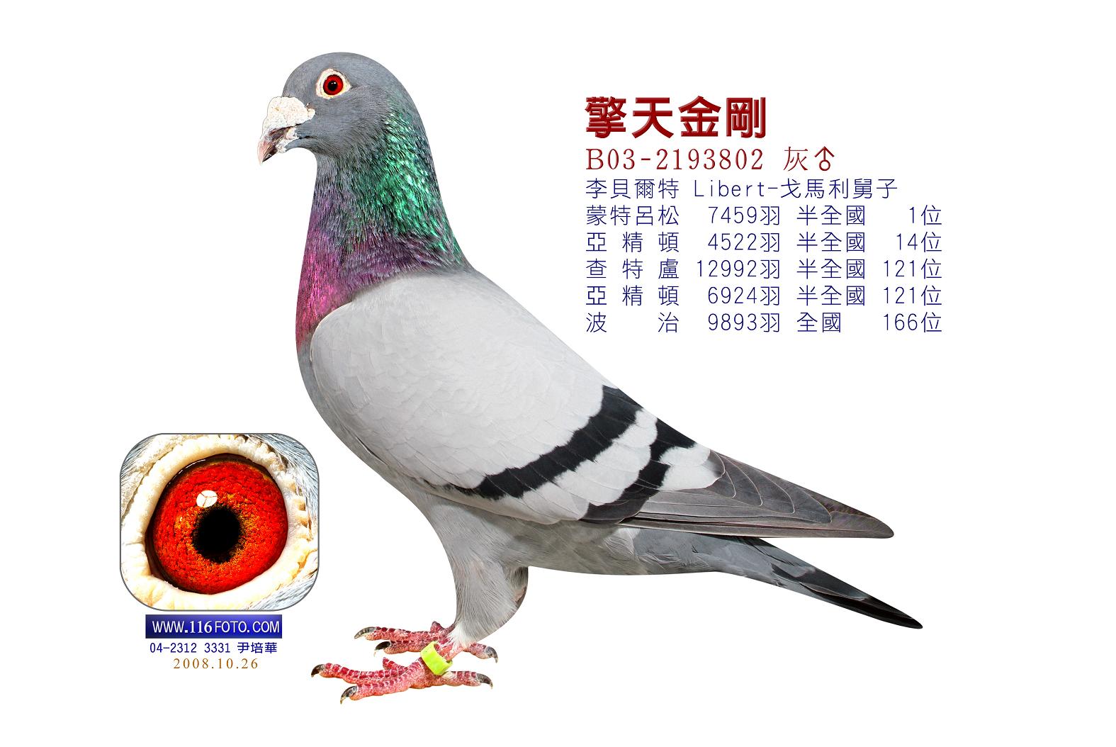 擎天金刚-风云鸽舍-中信网爱鸽商城