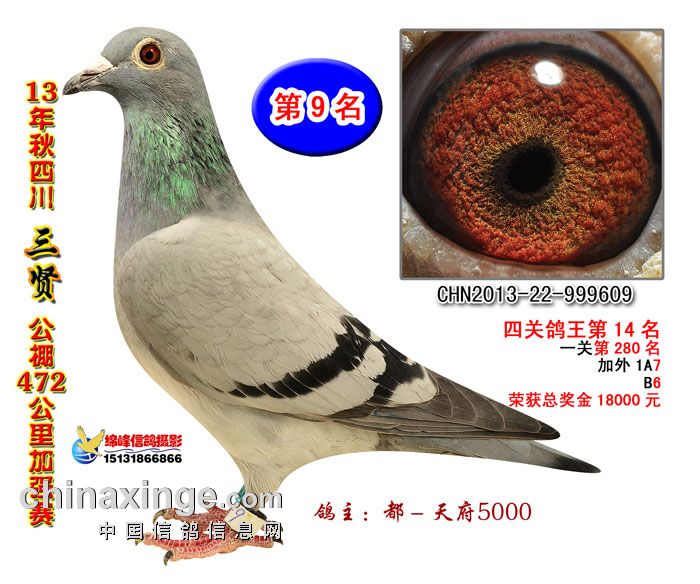 2013三贤公棚9名,四关鸽王14位