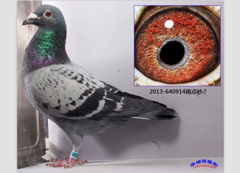 詹森麦克斯695近亲直孙