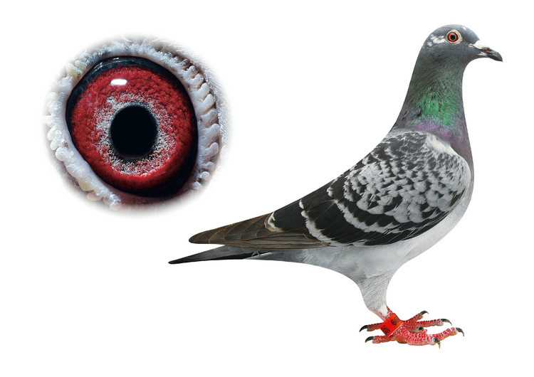 您要找的天津稳赢信鸽文化展厅服务时间已到期