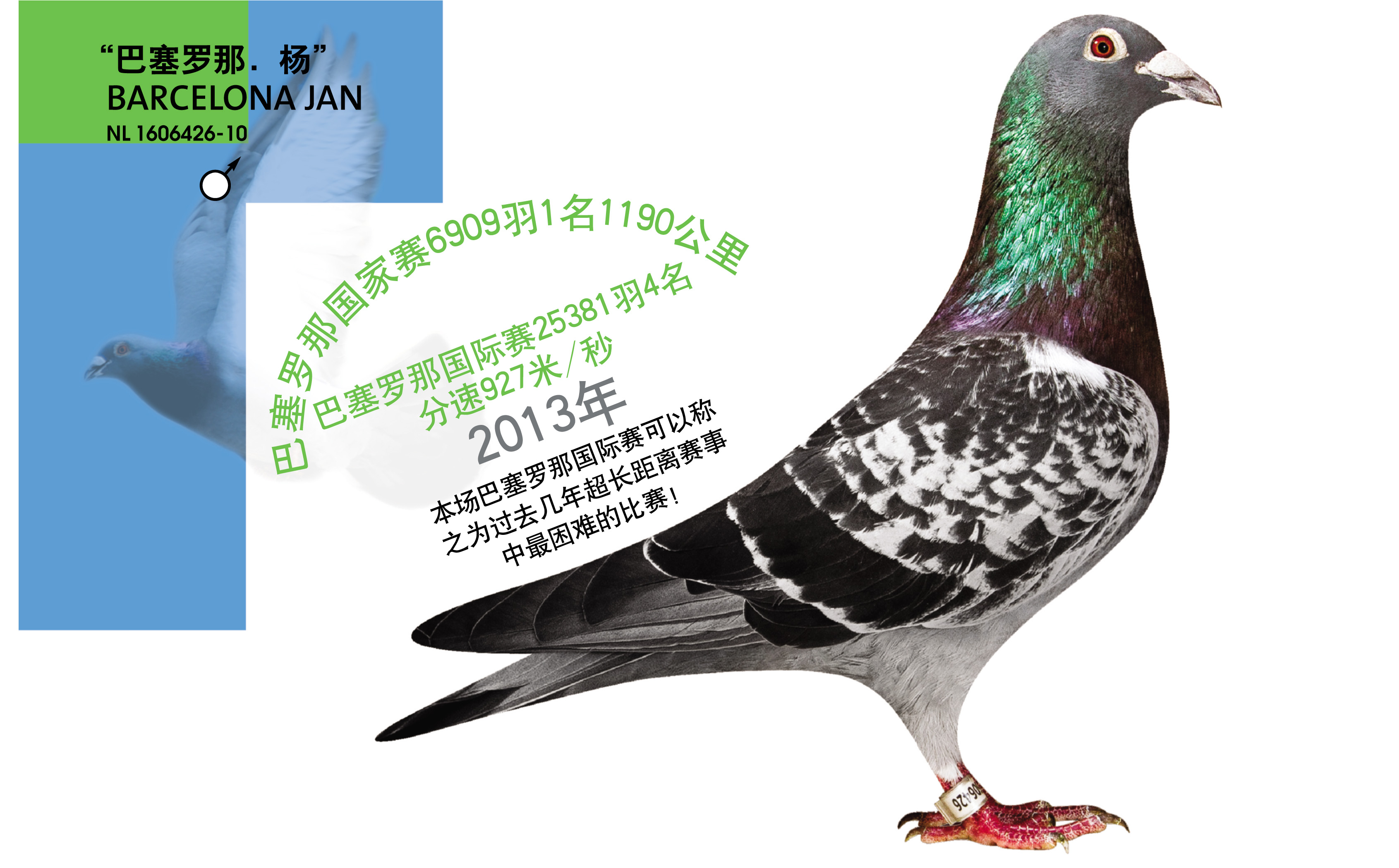 com爱鸽商城_中国信鸽信息网