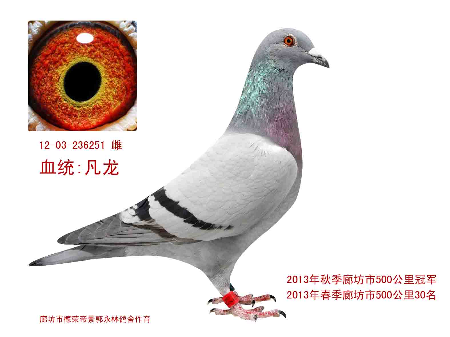 凡龙236251
