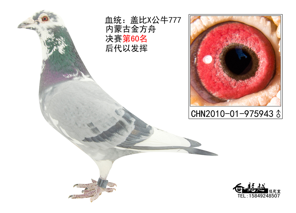 盖比/公牛777已售