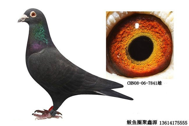 修斯肯841