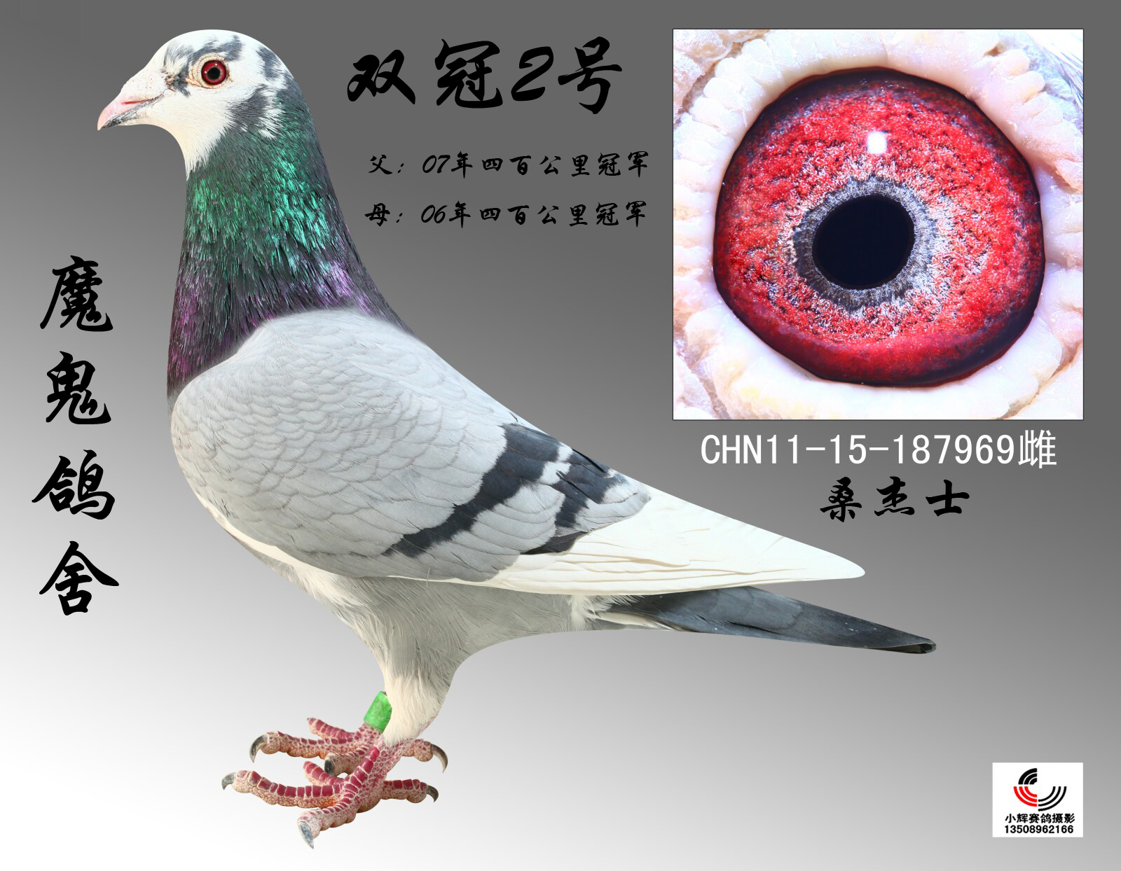 第一武士_魔鬼鸽舍_ ag188.com爱鸽商城_中国信鸽信息网