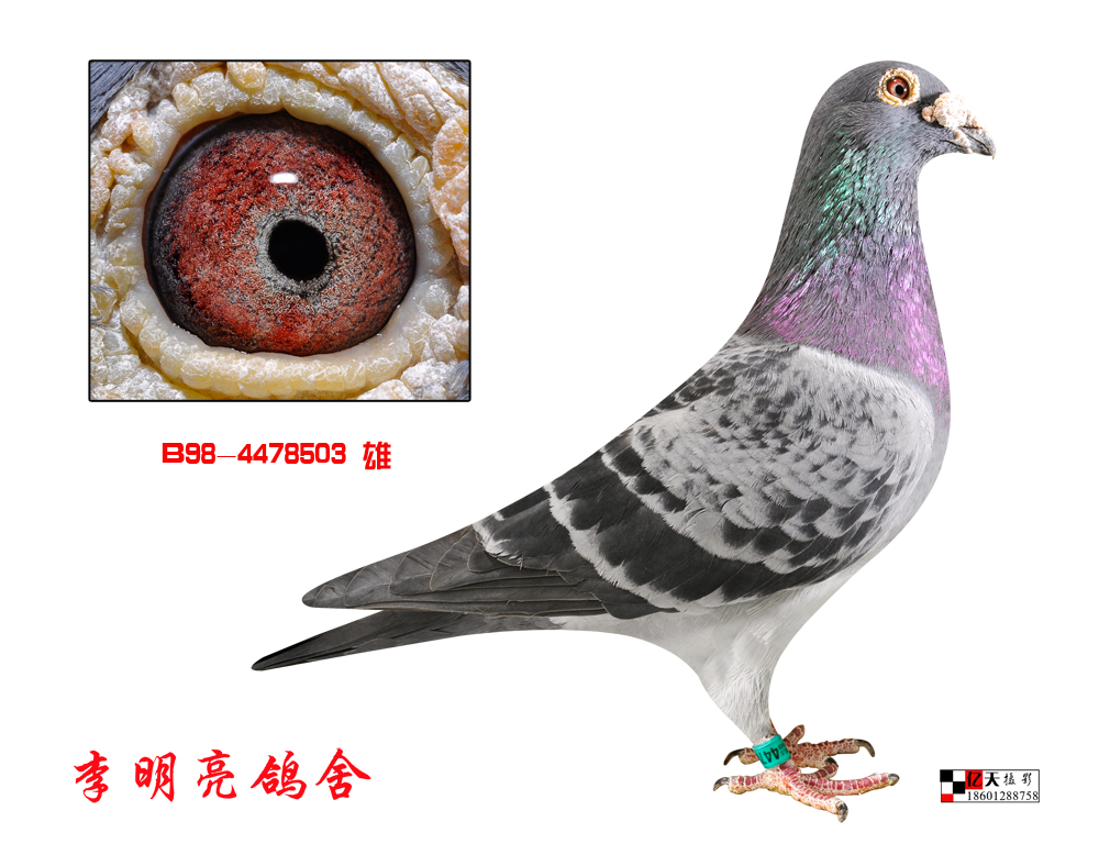 信鸽特征编 号:264275鸽 名:胡本系羽 色:雨点眼 砂:砂眼收 藏:点击