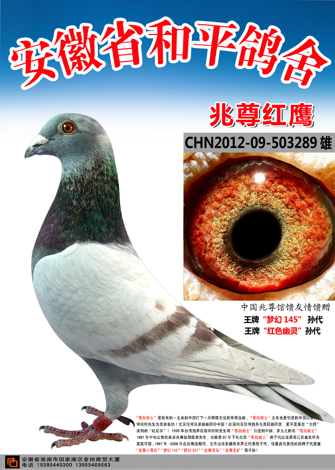 兆尊红鹰【仅供欣赏】_安徽和平鸽舍-中信网爱鸽商城
