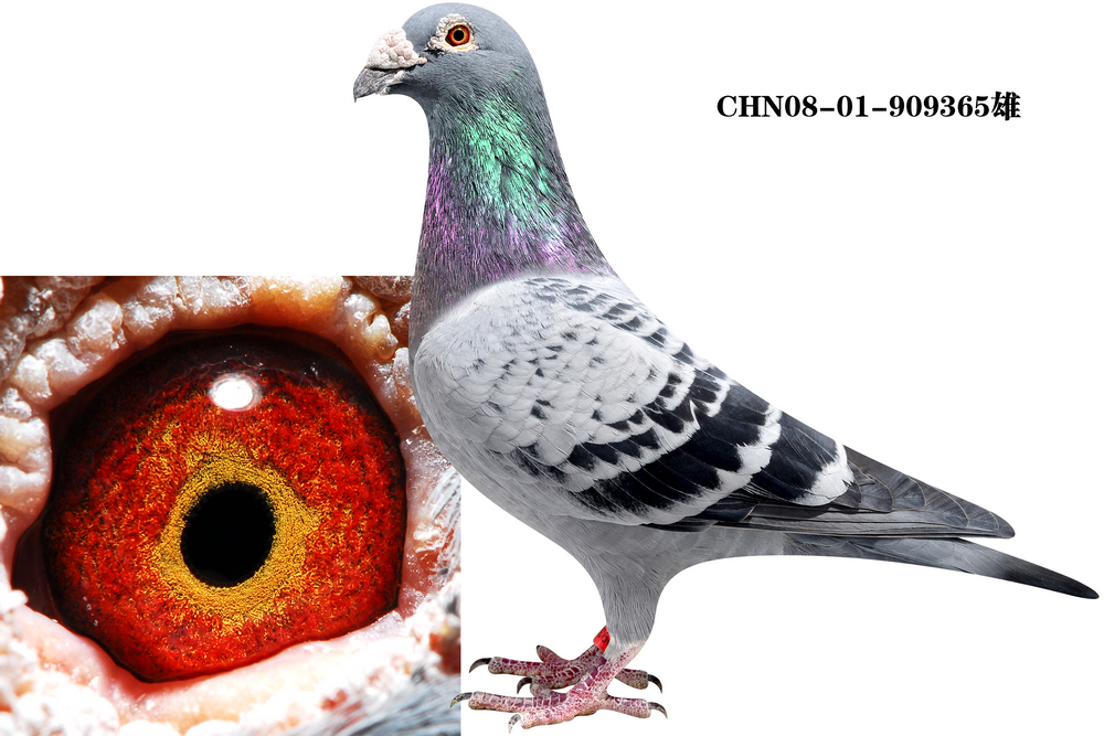 詹森金母直子_北京王少堂鸽舍_ ag188.com爱鸽商城_中国信鸽信息网