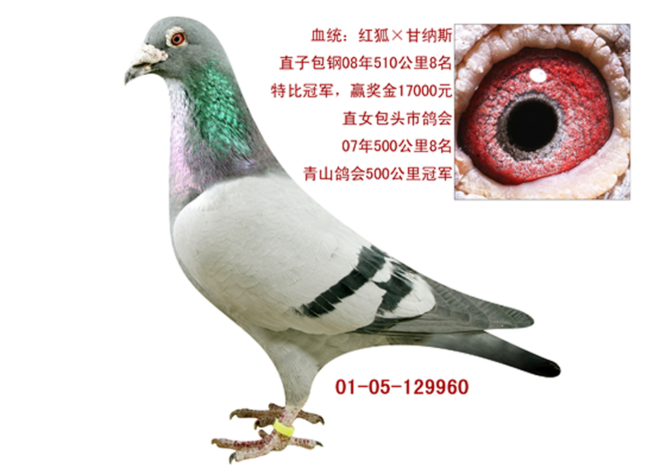 盖比_包头永翔-中信网爱鸽商城