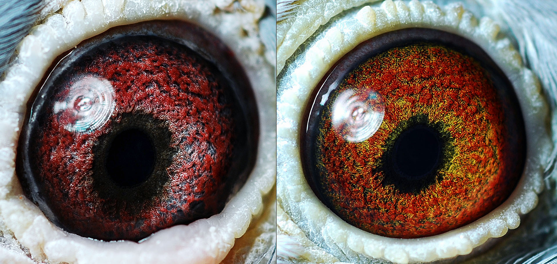 詹森黑珍珠*詹森红魔王