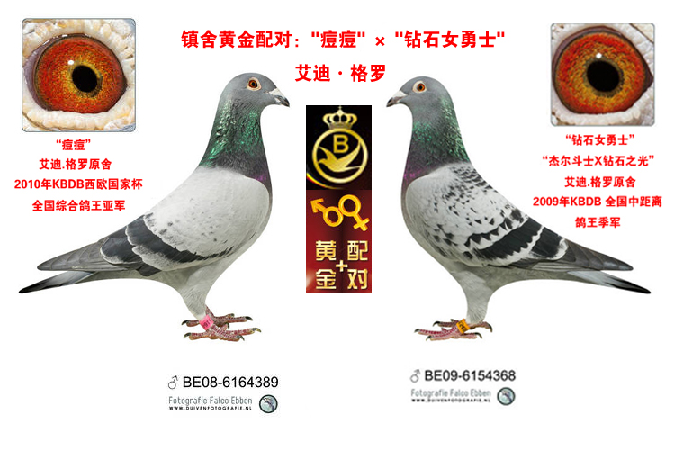 艾迪黄金配对直子_晋宝翔-中信网爱鸽商城