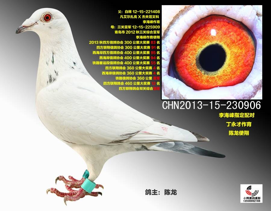 2012青岛市秋季赛三关亚军_青岛金龙羽_ag188.