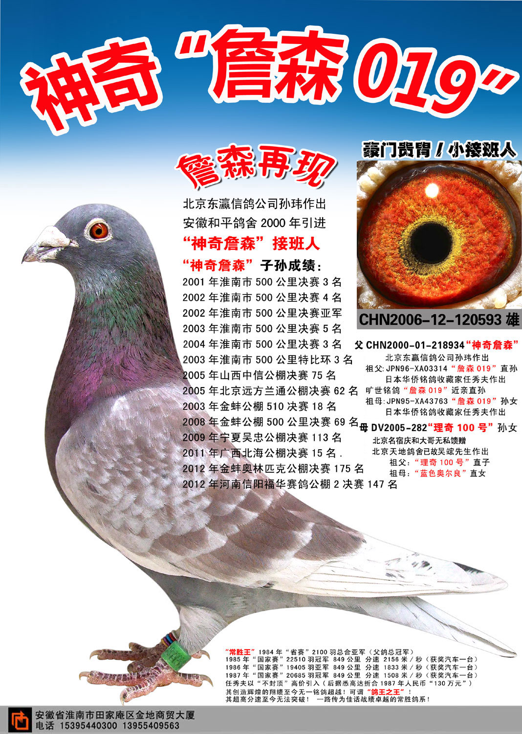 com爱鸽商城_中国信鸽信息网