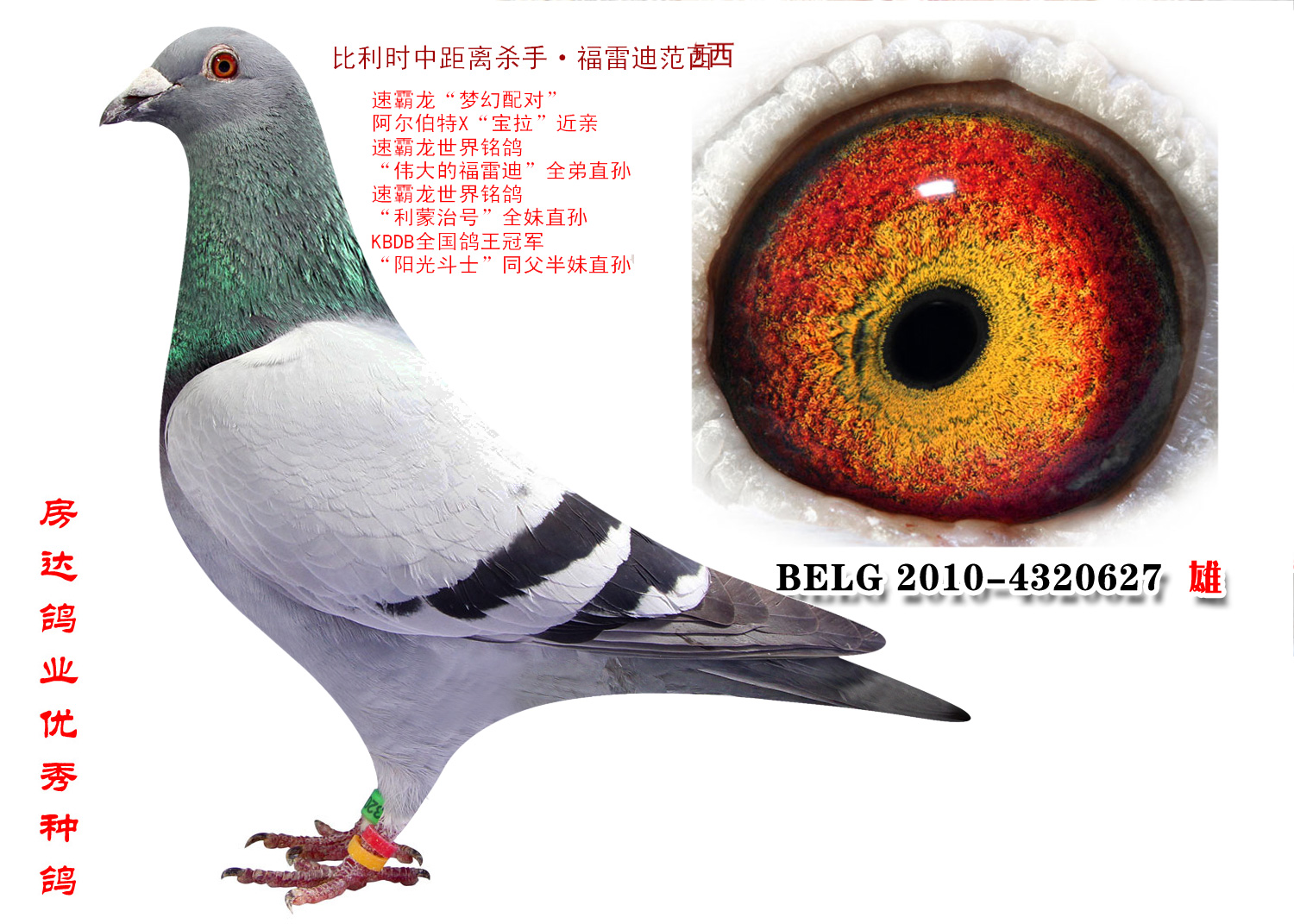 比利时中距杀手·福雷迪范西-房达鸽业-中信网爱鸽商城