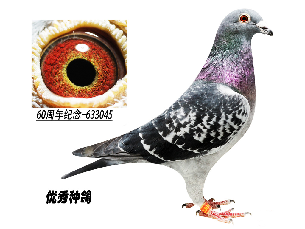 杨阿腾种鸽