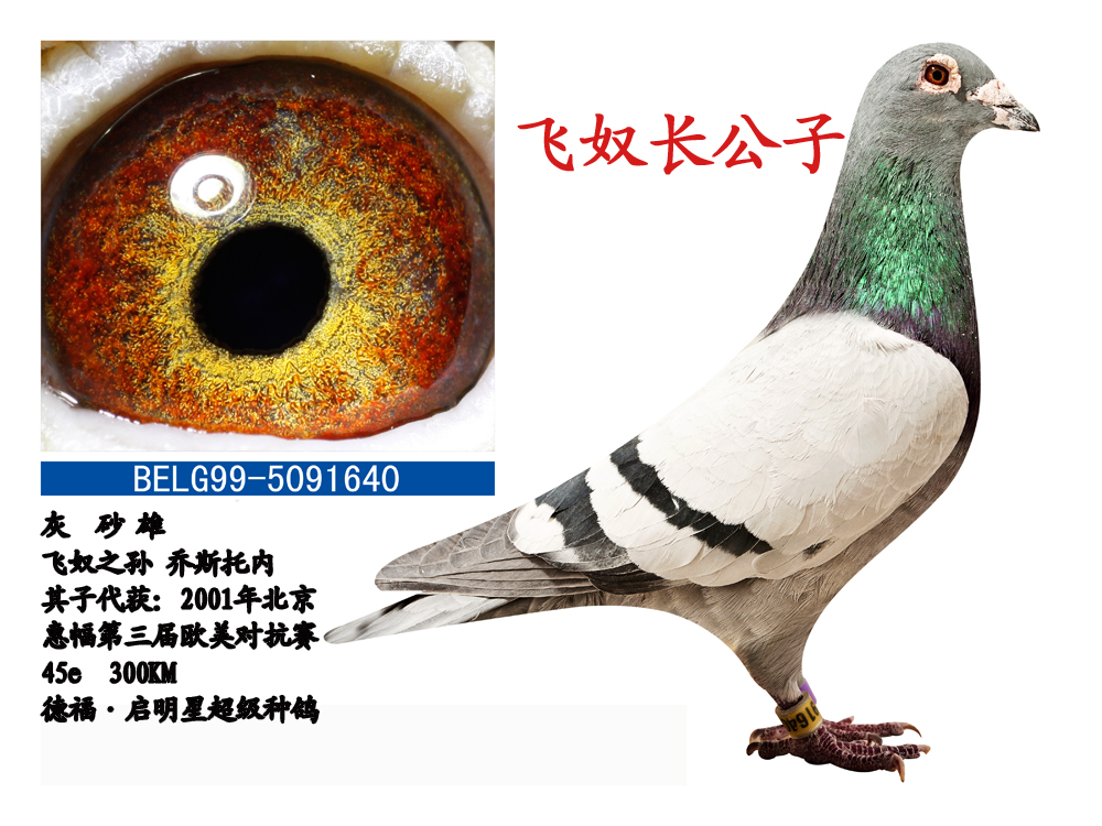 飞奴长公子